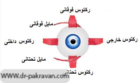 عضلات خارج چشمي حركت‌ دهنده چشم (چشم چپ)